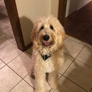 Meet your Posher, Bailey